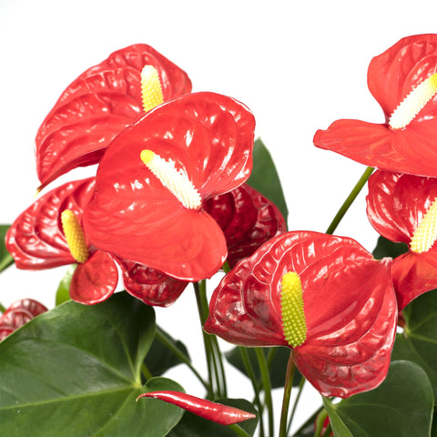 Anthurium Red | 55cm