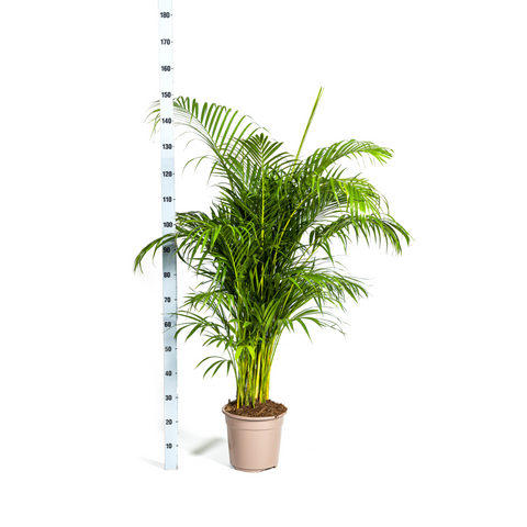 Goldfruchtpalme (Areca Palme) ↕160cm - Ø27cm