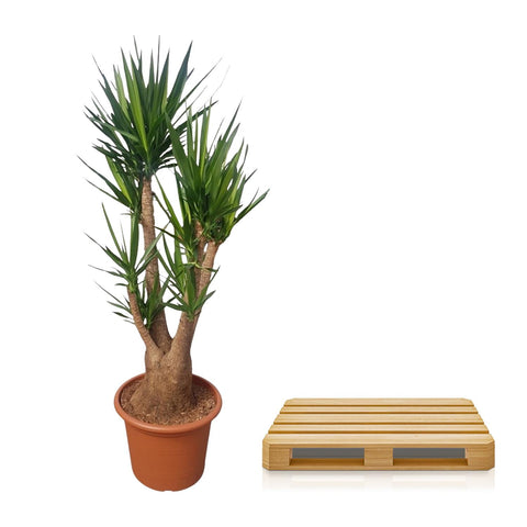 Yucca Elephantipes Branched | 190cm