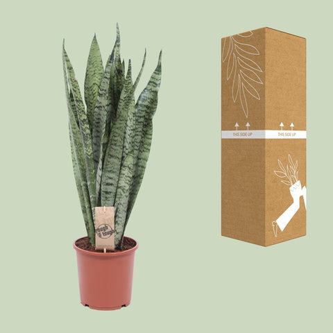 Sansevieria Zeylanica - 60cm