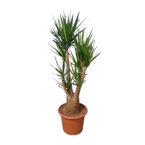 Yucca Elephantipes Branched | 190cm