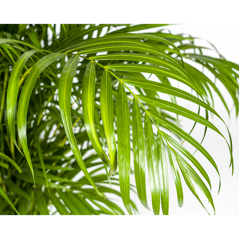 Goldfruchtpalme (Areca Palme) ↕160cm - Ø27cm