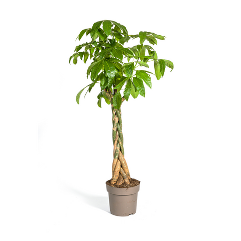Glückskastanie | 170cm