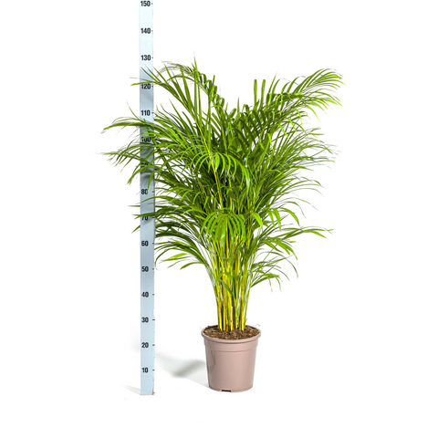 Goldfruchtpalme (Areca Palme) ↕130cm - Ø24cm