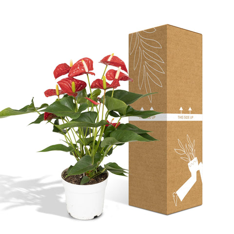 Anthurium Red | 55cm