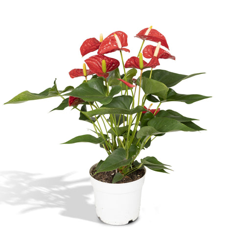 Anthurium Red | 55cm