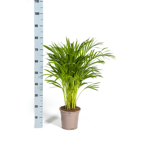 Goldfruchtpalme (Areca Palme) ↕90cm - Ø19cm