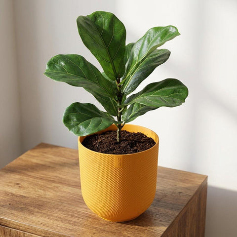 Jazz - 23cm | Elho