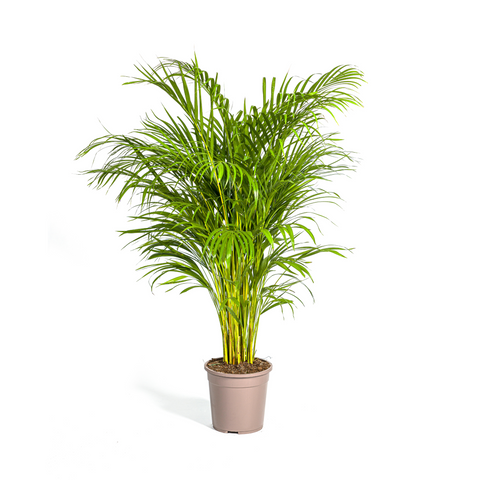 Goldfruchtpalme (Areca Palme) ↕130cm - Ø24cm