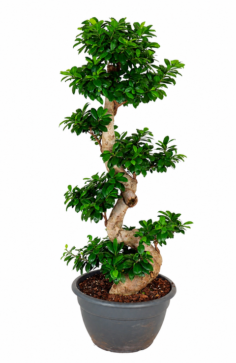 Ficus Ginseng in S-Form
