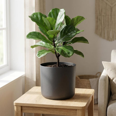 B.for soft anthrazit - 22cm | Elho