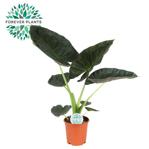 Alocasia Regal Shield | 90cm