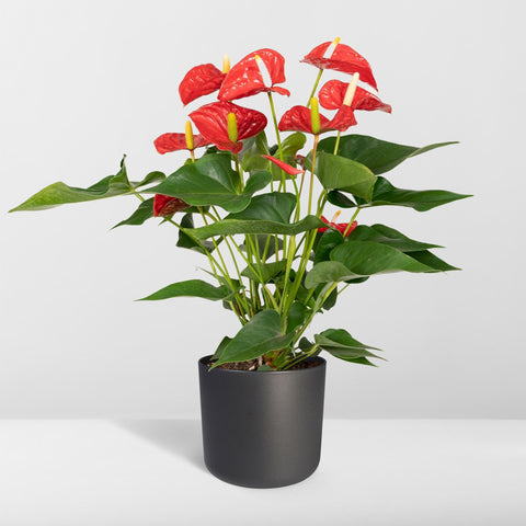 Anthurium Red | 55cm