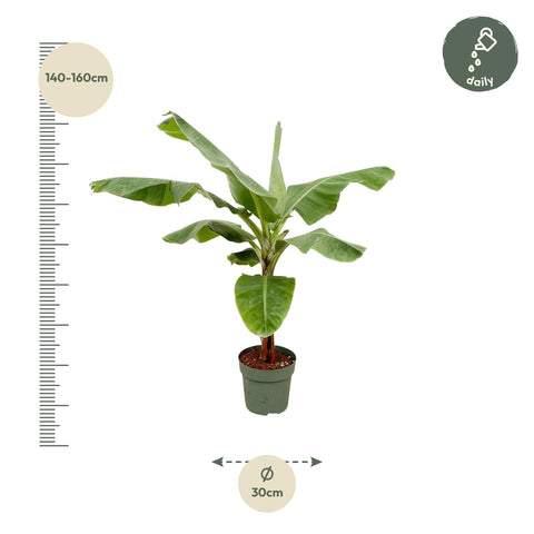 Bananenpflanze (Musa) - 200cm