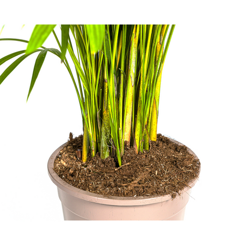 Goldfruchtpalme (Areca Palme) ↕160cm - Ø27cm