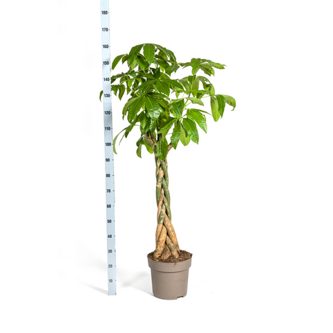 Glückskastanie | 170cm