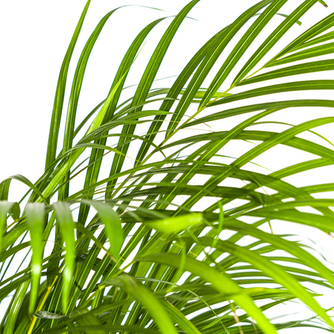 Goldfruchtpalme (Areca Palme) ↕130cm - Ø24cm