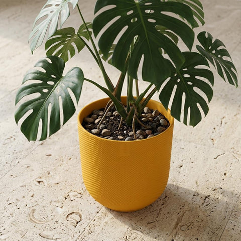 Jazz - 23cm | Elho