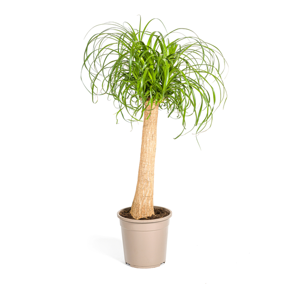 Elefantenfuß Beaucarnea recurvata mit wasserspeicherndem Stamm