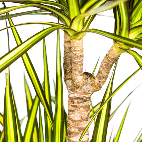 Dracaena Marginata Sunray | 140cm