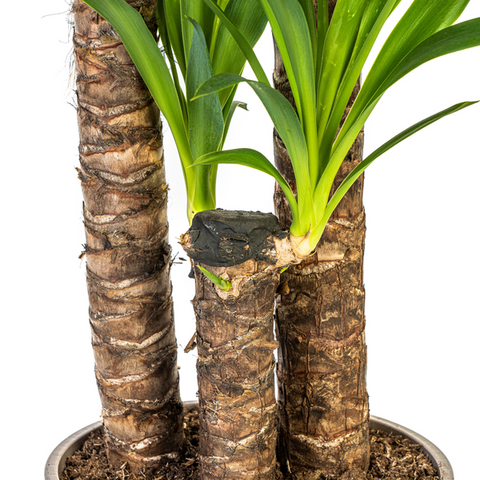 Yucca (Palmlilie) Ø24cm - ↕130cm