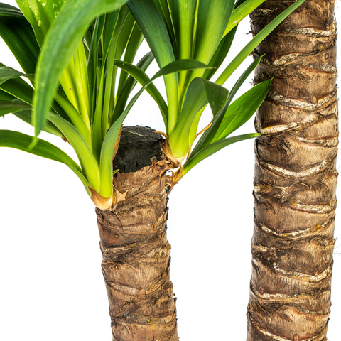 Yucca (Palmlilie) Ø19cm - ↕80cm