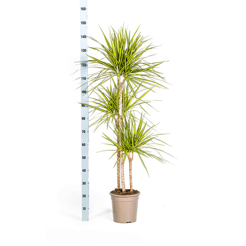 Dracaena Marginata Sunray | 140cm