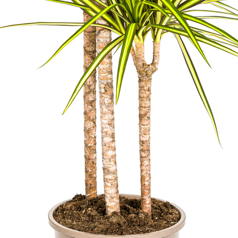 Dracaena Marginata Sunray | 140cm