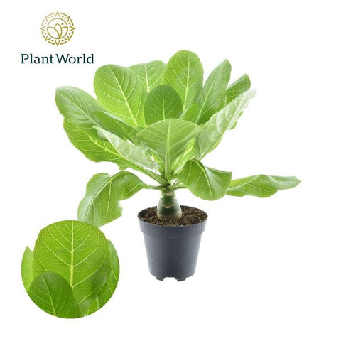 Hawaii Palme (Brighamia Insignis) – 35cm