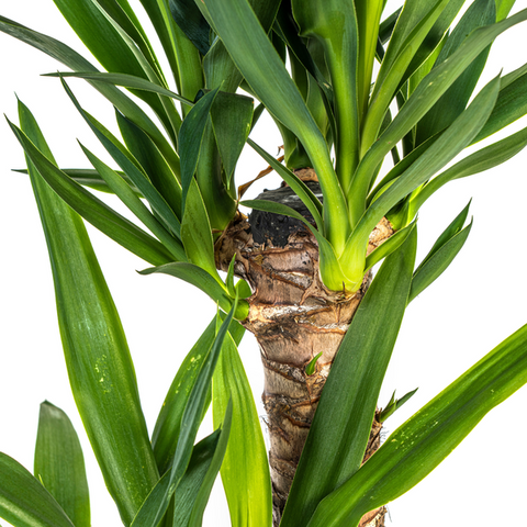 Yucca (Palmlilie) Ø19cm - ↕80cm