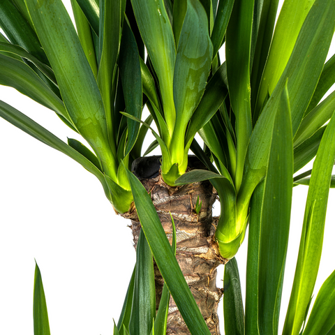 Yucca (Palmlilie) Ø21cm - ↕100cm