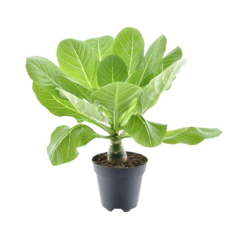 Hawaii Palme (Brighamia Insignis) – 35cm