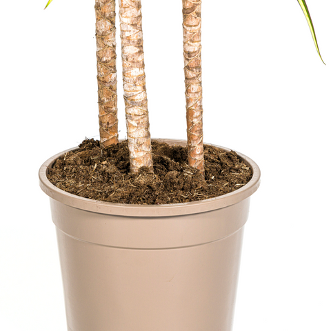Dracaena Marginata Sunray | 140cm