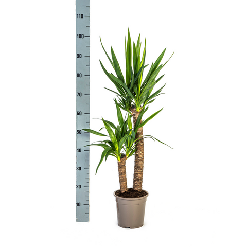 Yucca (Palmlilie) Ø19cm - ↕80cm