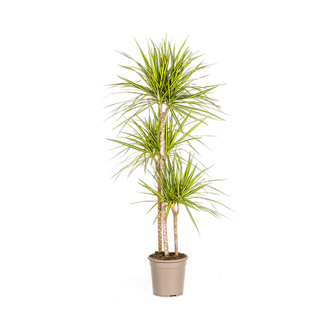 Dracaena Marginata Sunray | 140cm