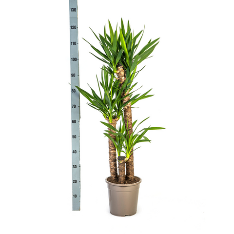 Yucca (Palmlilie) Ø24cm - ↕130cm