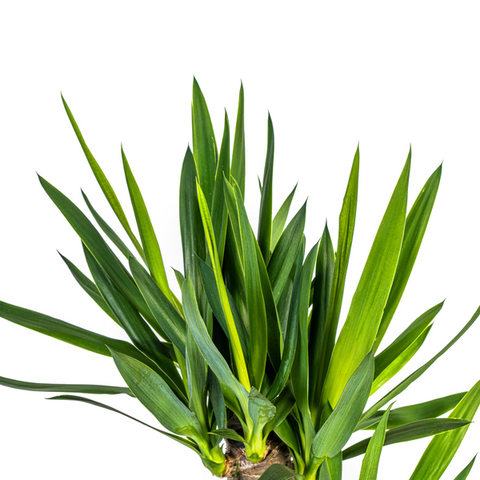 Yucca (Palmlilie) Ø21cm - ↕100cm