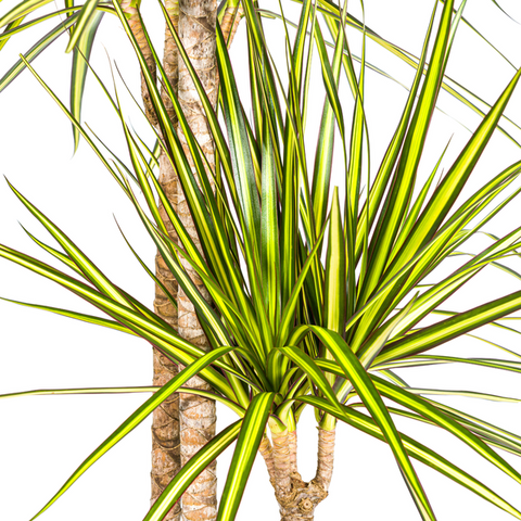 Dracaena Marginata Sunray | 140cm