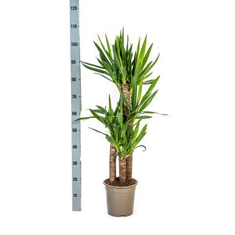 Yucca (Palmlilie) Ø21cm - ↕100cm