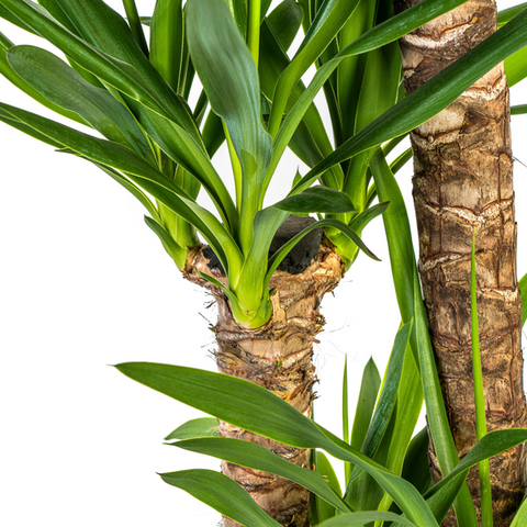 Yucca (Palmlilie) Ø24cm - ↕130cm