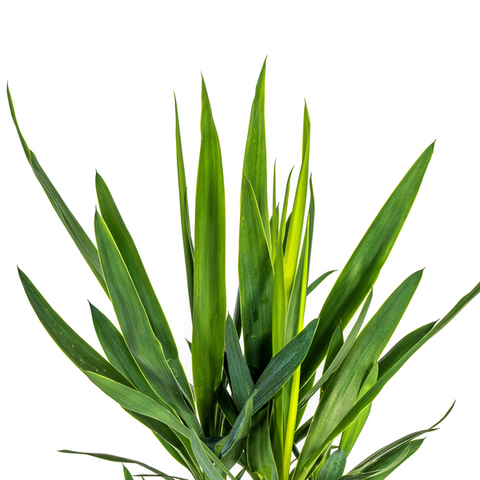 Yucca (Palmlilie) Ø19cm - ↕80cm