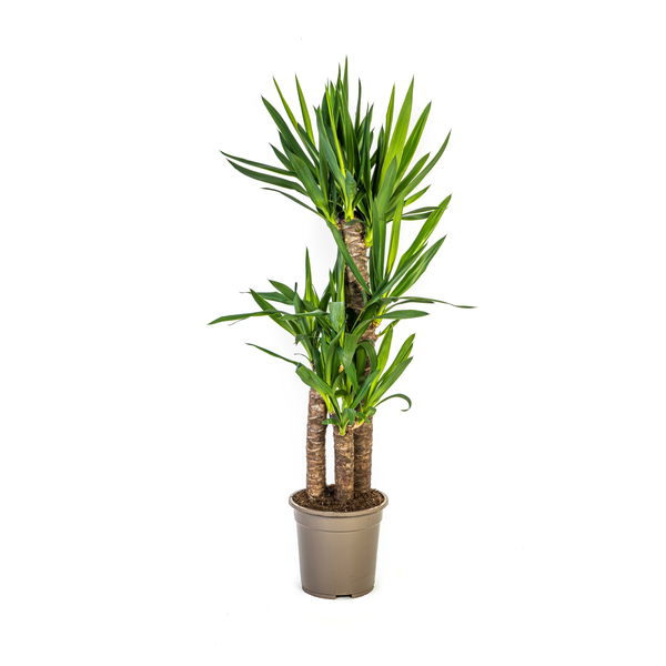 Yucca-Palmlilie als robuste Zimmerpflanze