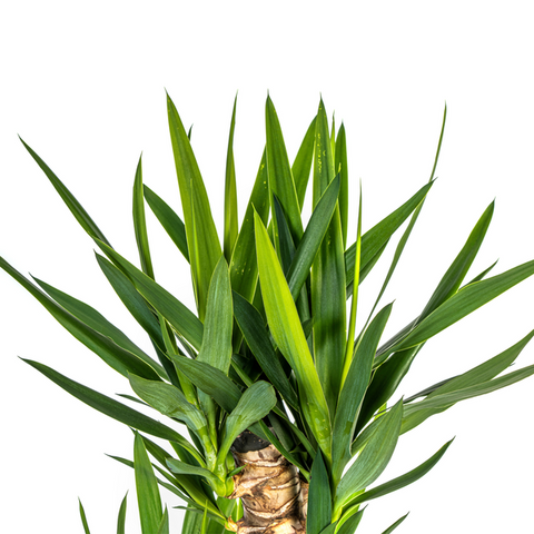 Yucca (Palmlilie) Ø24cm - ↕130cm