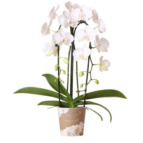 Phalaenopsis-Orchidee (Weiß) - Niagara Fall - Topfgröße Ø12cm | blühende Zimmerpflanze - frisch vom Züchter