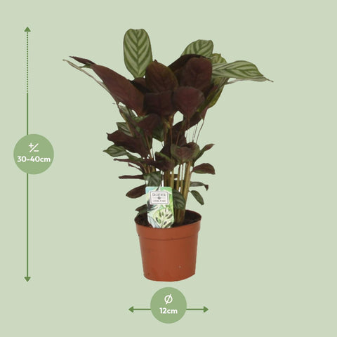 Calathea Compactstar - 40cm