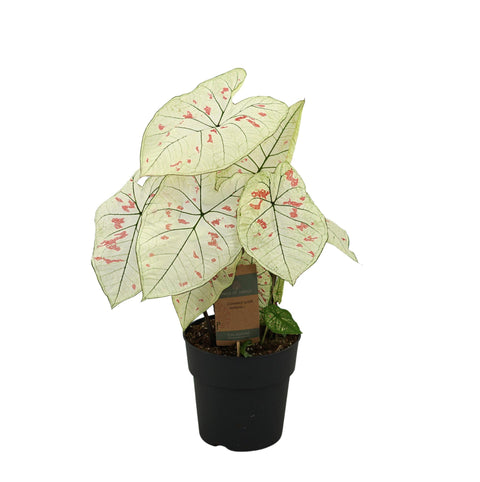 Caladium 'Strawberry Star' - 65cm | Ø21cm