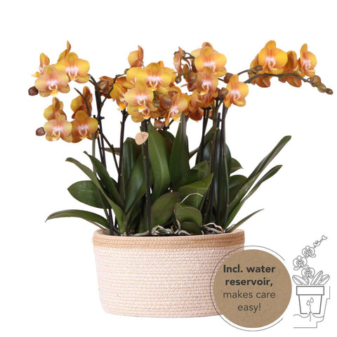 Orchideen-Set im Baumwollkorb inkl. Wassertank | drei orange Orchideen Las Vegas 12cm | Mono Bouquet orange mit autarkem Wassertank.