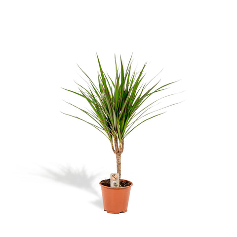 Dracaena 'Marginata' 60cm - Pflegeleichte Zimmerpflanze kaufen bei PlantMyHome