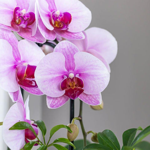 Phalaenopsis Orchidee (Rosa) - Niagara Fall - Topfgröße Ø9cm | blühende Zimmerpflanze - frisch vom Züchter