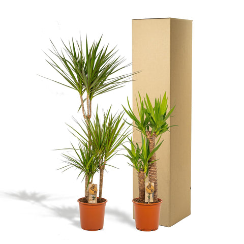 Dracaena/Yucca-Set - 120cm | Ø21cm / 100cm | Ø21cm